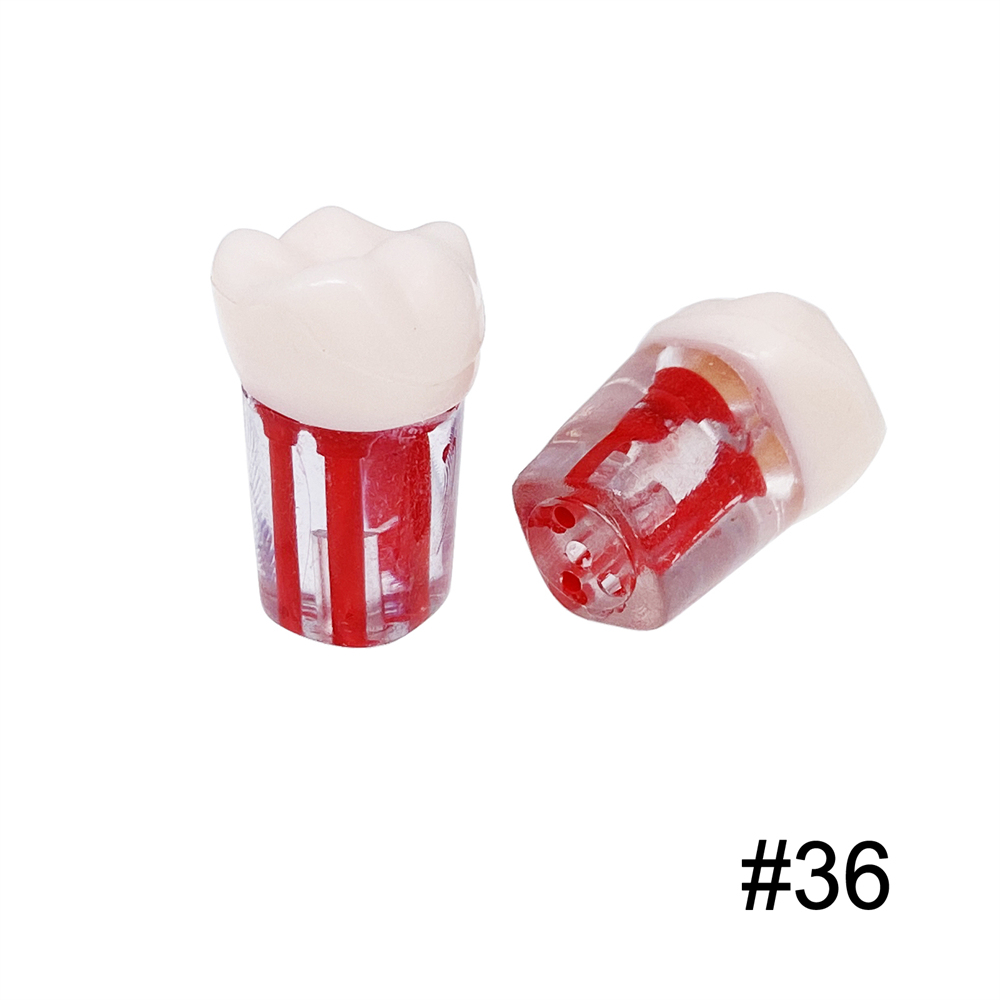 10Pcs Dental Endo Root Canal Teeth Model Study RCT Practice Typodont Model