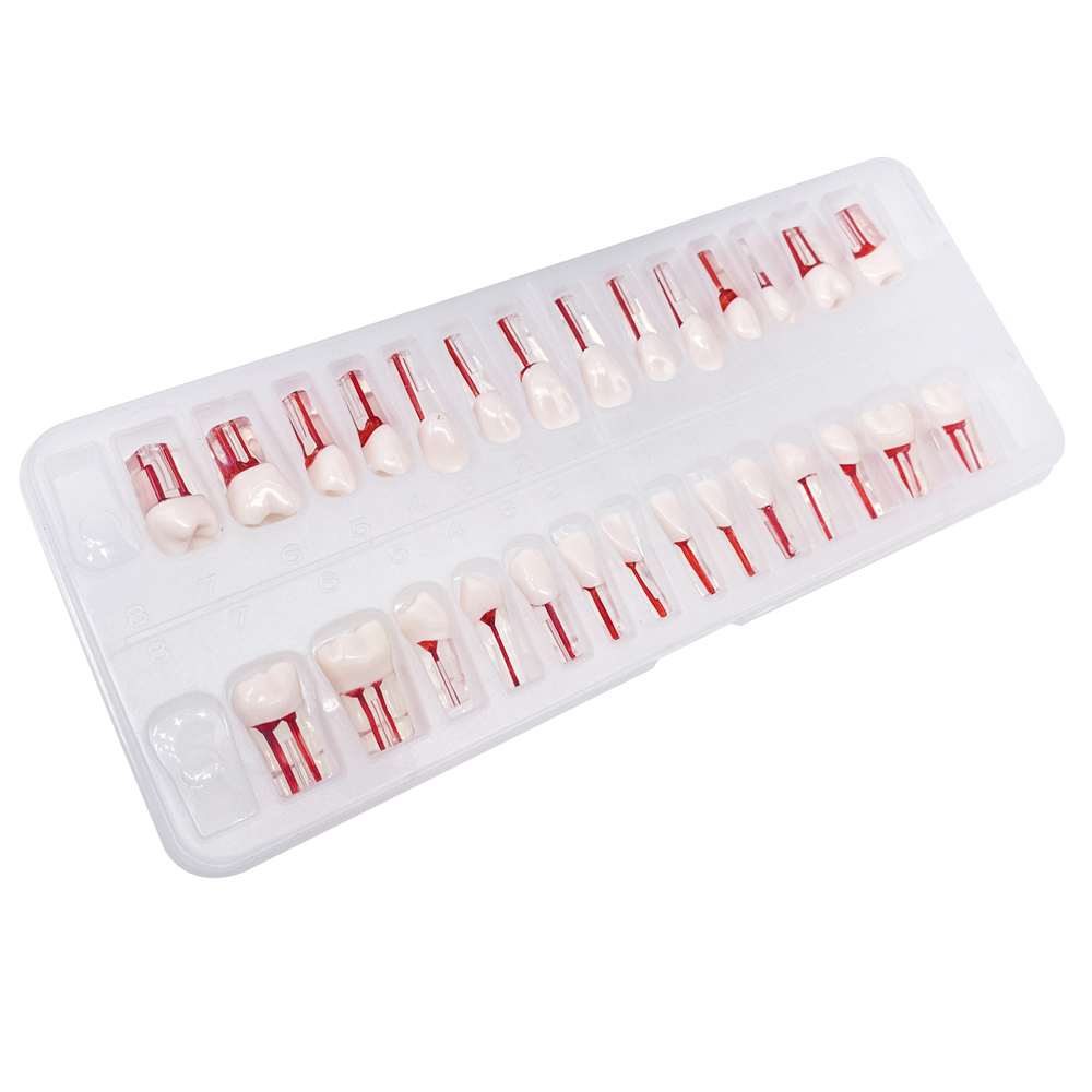 28Pcs/Set Dental Endo Root Canal Endodontic Teeth Teach Model Resin Study Tooth