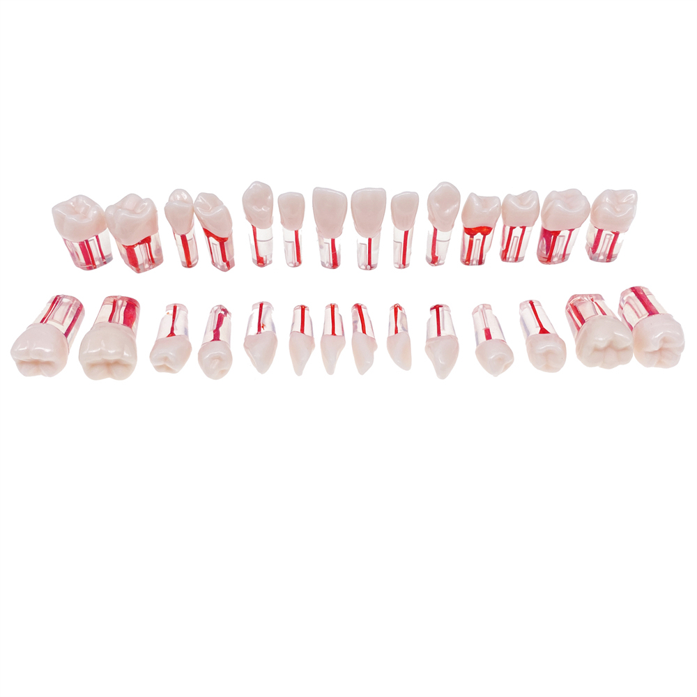 28Pcs/Set Dental Endo Root Canal Endodontic Teeth Teach Model Resin Study Tooth