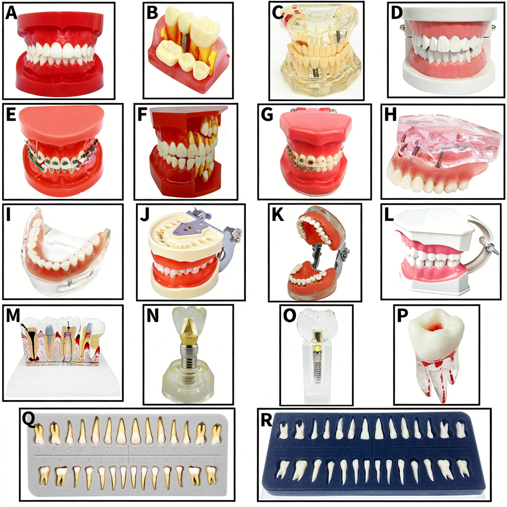 Dental Teeth Model Study Orthodontic Removable Teeth Implant Teaching Model