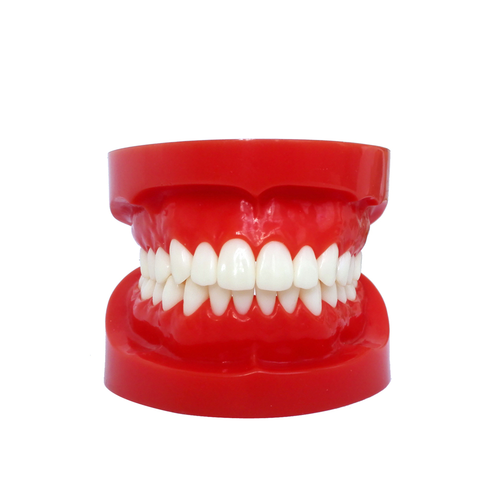 Dental Teeth Model Study Orthodontic Removable Teeth Implant Teaching Model