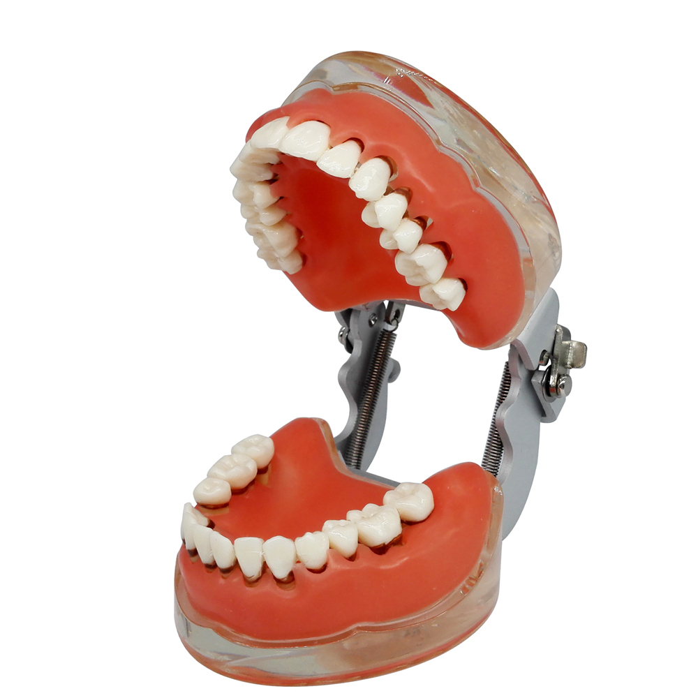Dental Teeth Model Study Orthodontic Removable Teeth Implant Teaching Model