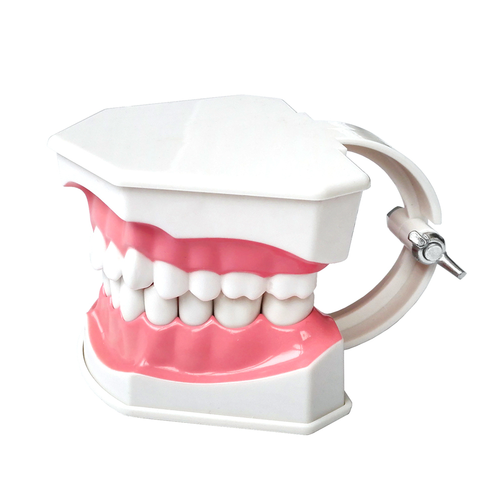 Dental Teeth Model Study Orthodontic Removable Teeth Implant Teaching Model