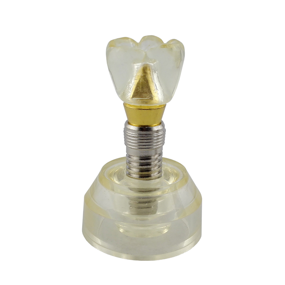Dental Teeth Model Study Orthodontic Removable Teeth Implant Teaching Model