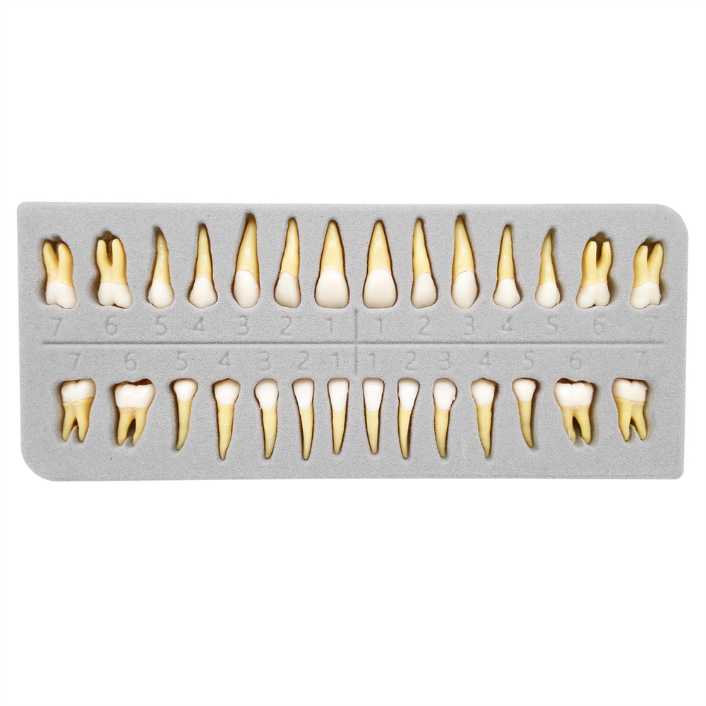 Dental Teeth Model Study Orthodontic Removable Teeth Implant Teaching Model