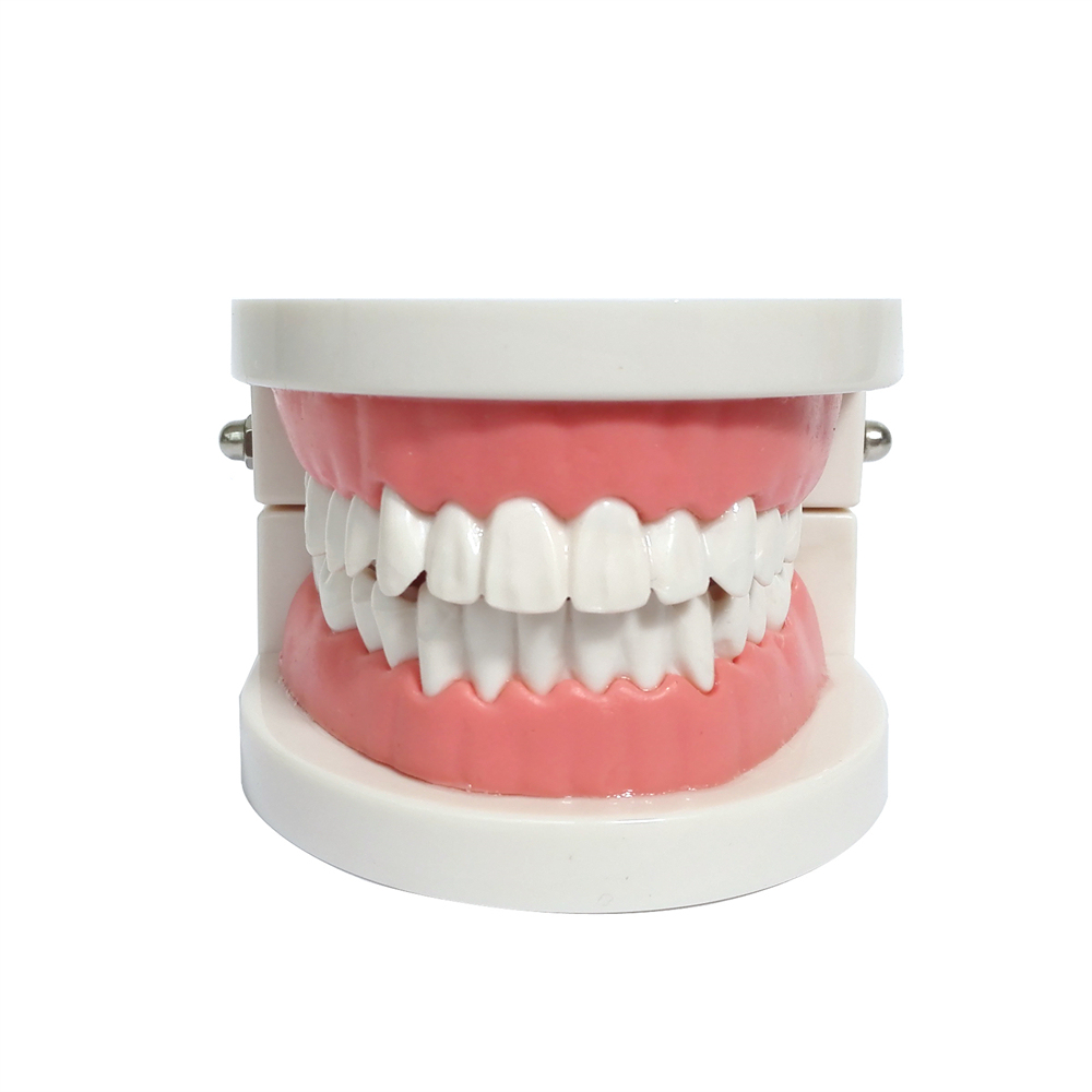 Dental Teeth Model Study Orthodontic Removable Teeth Implant Teaching Model