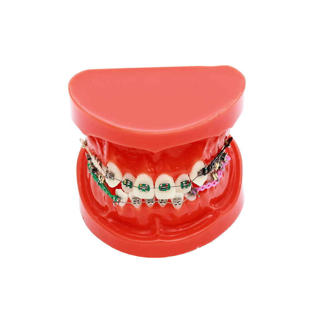 Dental Teeth Model Study Orthodontic Removable Teeth Implant Teaching Model