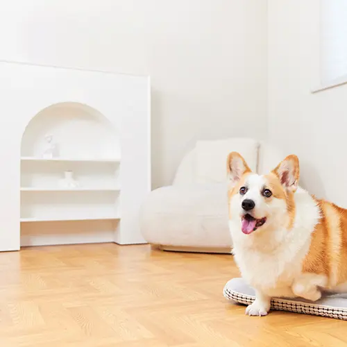 Best Flooring Options for Pet Owners