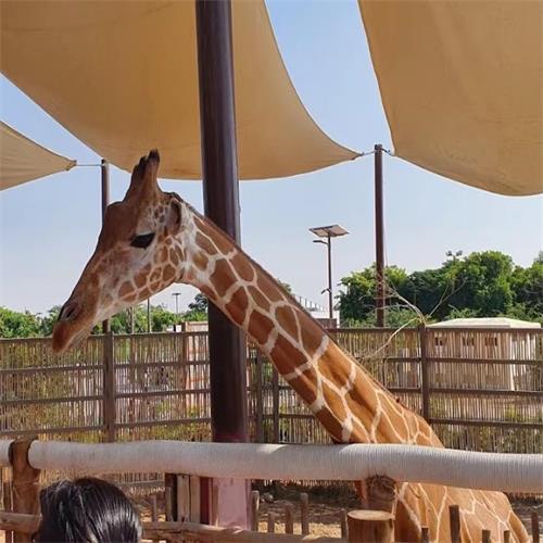 Dubai Safari Park