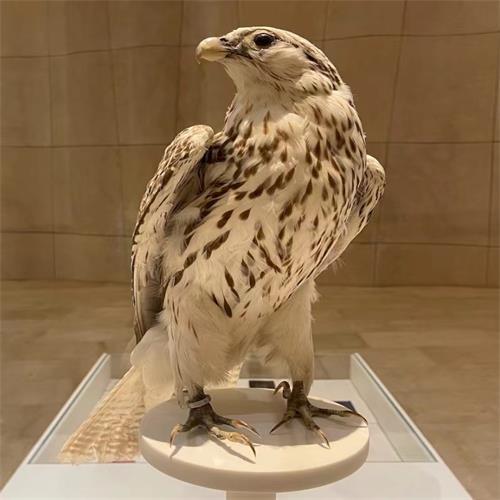Etihad Museum Tickets