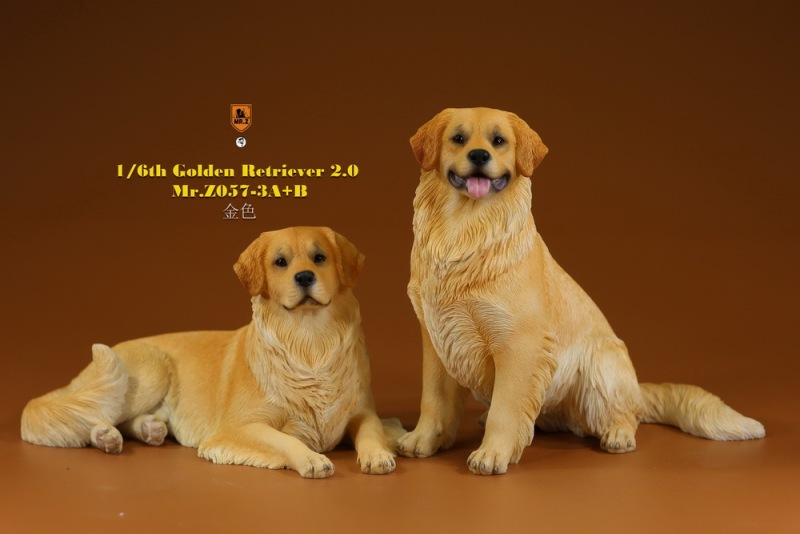 【pre-order】MR. Z Animal Model No.57: 1/6th Golden Retriever 2.0