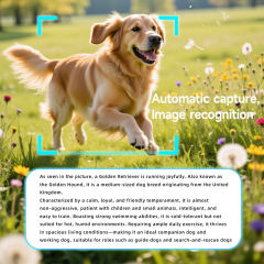 AI HD Cycling & Outdoor Camera Glasses, 800MP Camera | 1200P Video Recording | Bluetooth 5.3 | Music & Call Photo Video Glasses RC-SG014