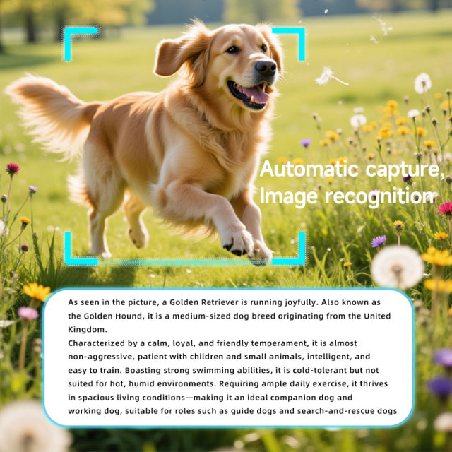 AI HD Cycling & Outdoor Camera Glasses, 800MP Camera | 1200P Video Recording | Bluetooth 5.3 | Music & Call Photo Video Glasses RC-SG014