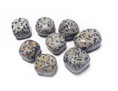 Dalmatians Jasper $48/kg