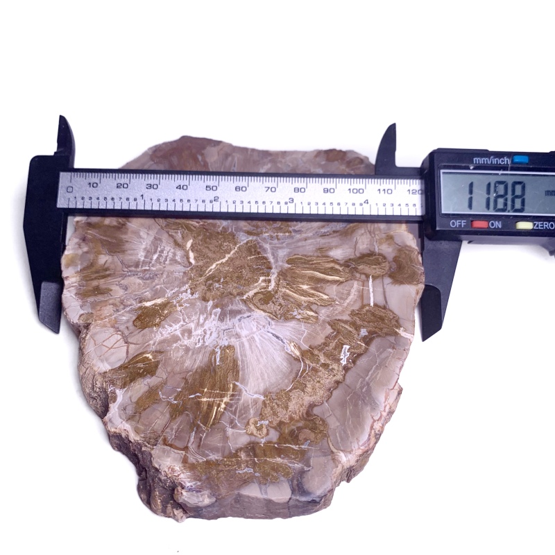 Petrified wood rough stone ornament