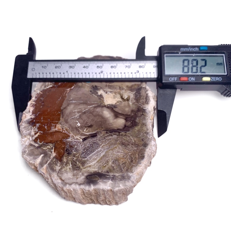 Petrified wood rough stone ornament