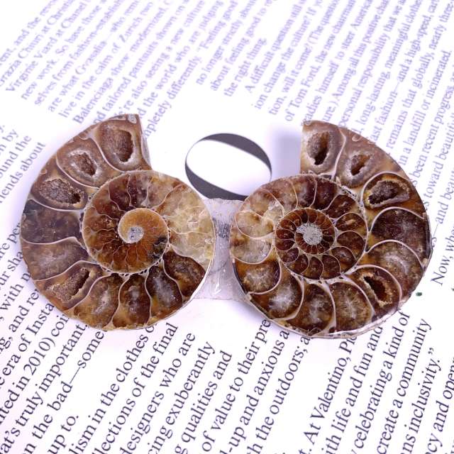 Ammonite fossil pair chrysanthemum Madagascar natural trilobite marine paleontological specimen original stone ornament