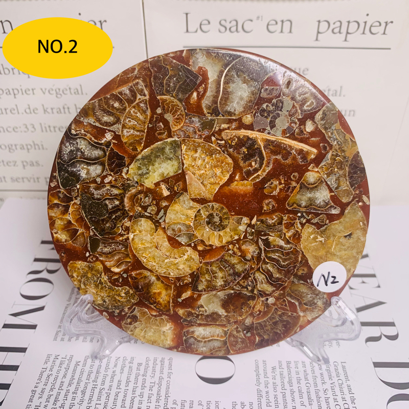 High quality polished natural ammonite screw plate fossil ornament home bedroom desktop ornament decoration