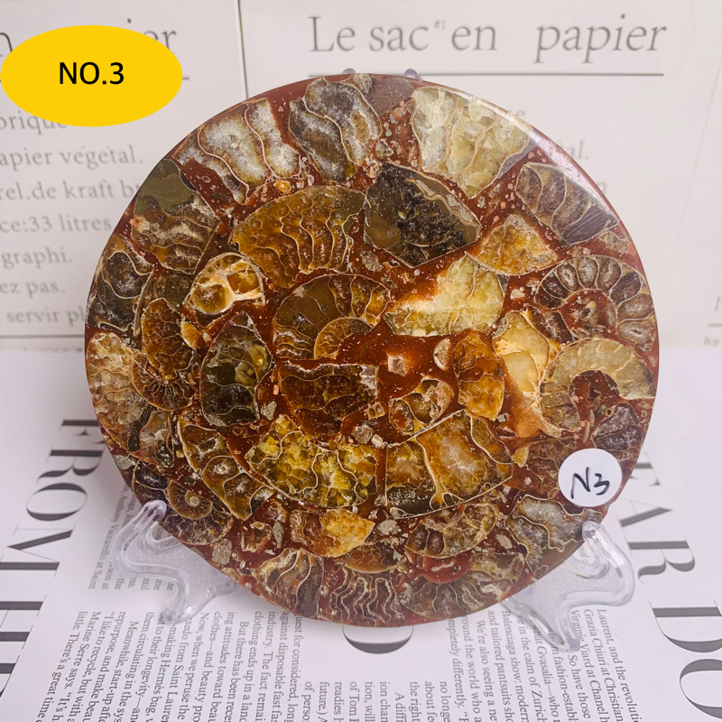 High quality polished natural ammonite screw plate fossil ornament home bedroom desktop ornament decoration