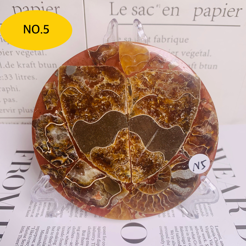 High quality polished natural ammonite screw plate fossil ornament home bedroom desktop ornament decoration