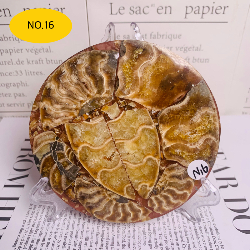 High quality polished natural ammonite screw plate fossil ornament home bedroom desktop ornament decoration