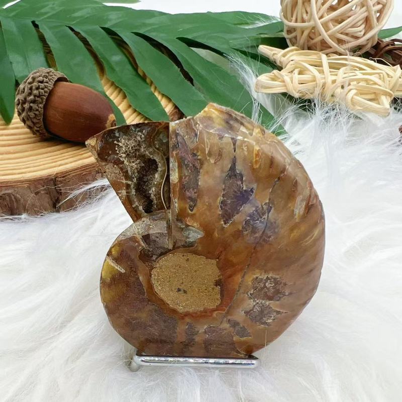 Ammonite