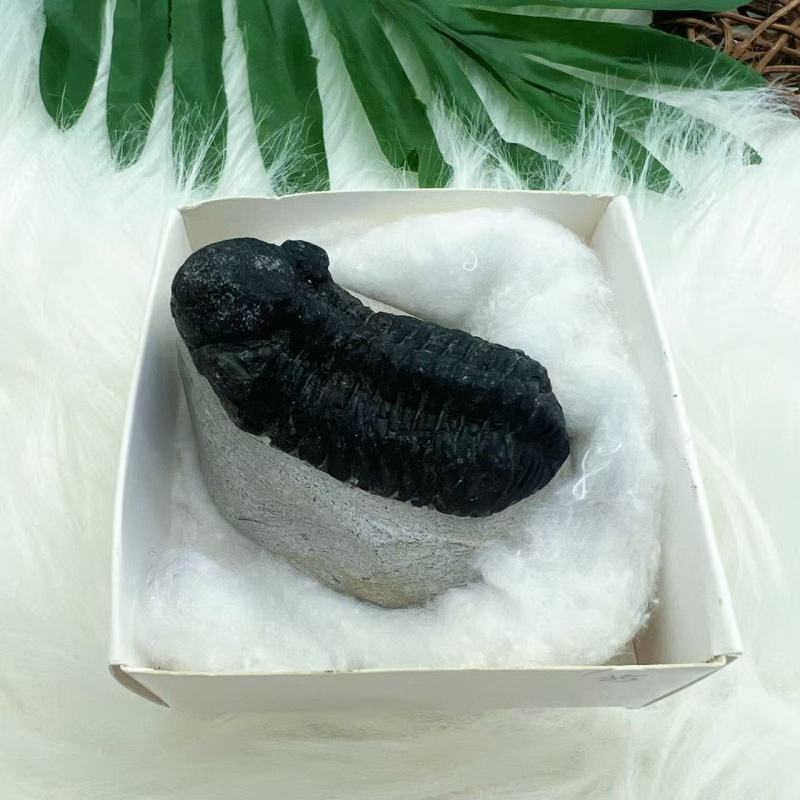 Trilobite