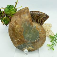 Ammonite