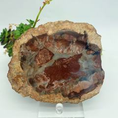 Petrified wood