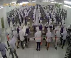 Tuna canning machine, Automatic canning line for fish