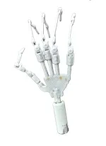 新技術の骨格関節＋￥8,000