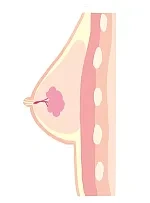 乳腺構造あり