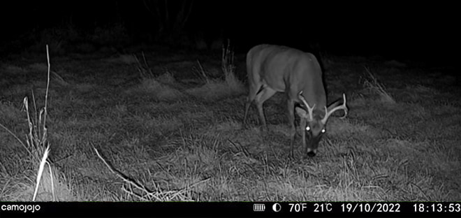 deer vision at night