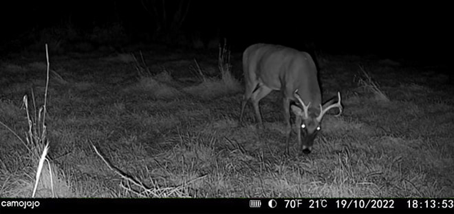 trail cameras at night