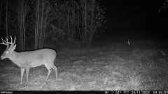 Camojojo Trace LTE Trail Camera-2 pack