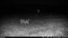 Camojojo Trace LTE Trail Camera-2 pack