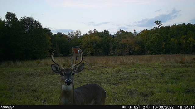 Camojojo Trace LTE Trail Camera-2 pack