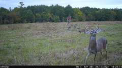 Camojojo Trace LTE Trail Camera-2 pack