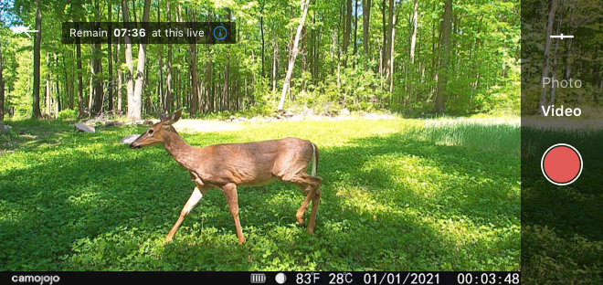 trail cameras live video feed