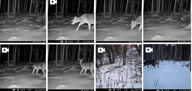 Trail Camera That Sends Pictures To Your Phone