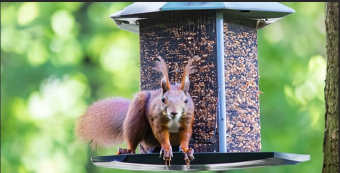 How to Keep Squirrels Out of Bird Feeder: 13 Proven Tips & Tricks