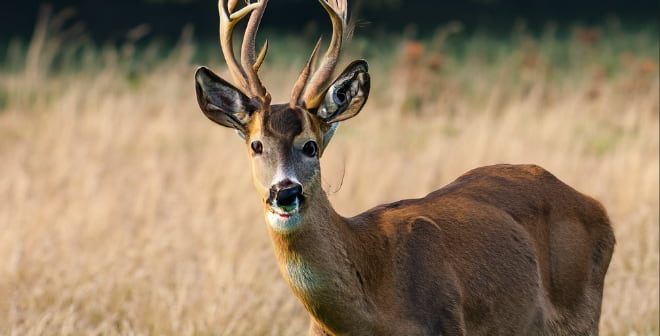 Selecting the Perfect Deer Camera for Your Hunting Adventures