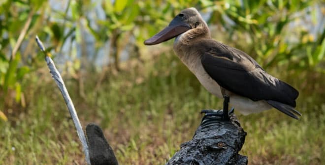  In-Depth Review of Scouting Camera for Detailed Wildlife Monitoring