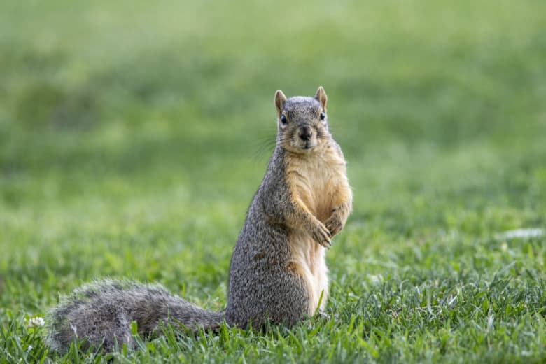 Do Squirrels Really Eat Birds? How to Prevent?