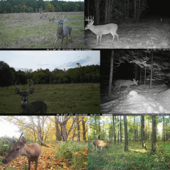 Camojojo Game Camera for Security, Live Stream, Video Free