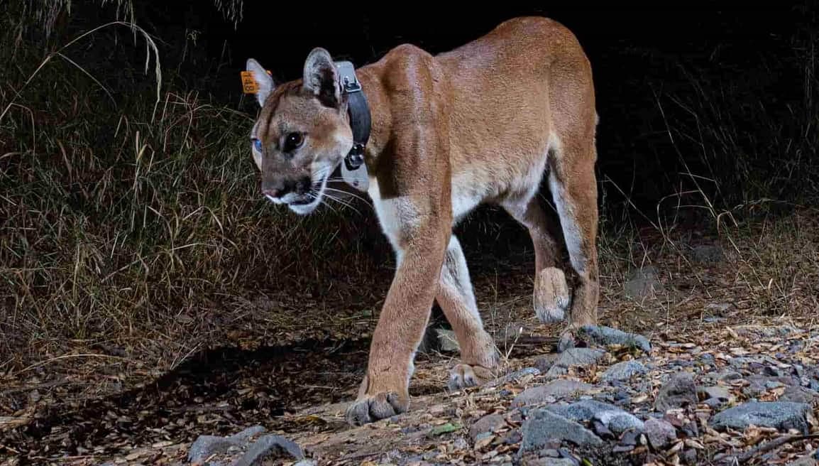 Tragic End for Uno: A Tale of Resilience and Loss in California's Wild