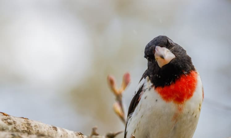 20 Captivating Spring Birds