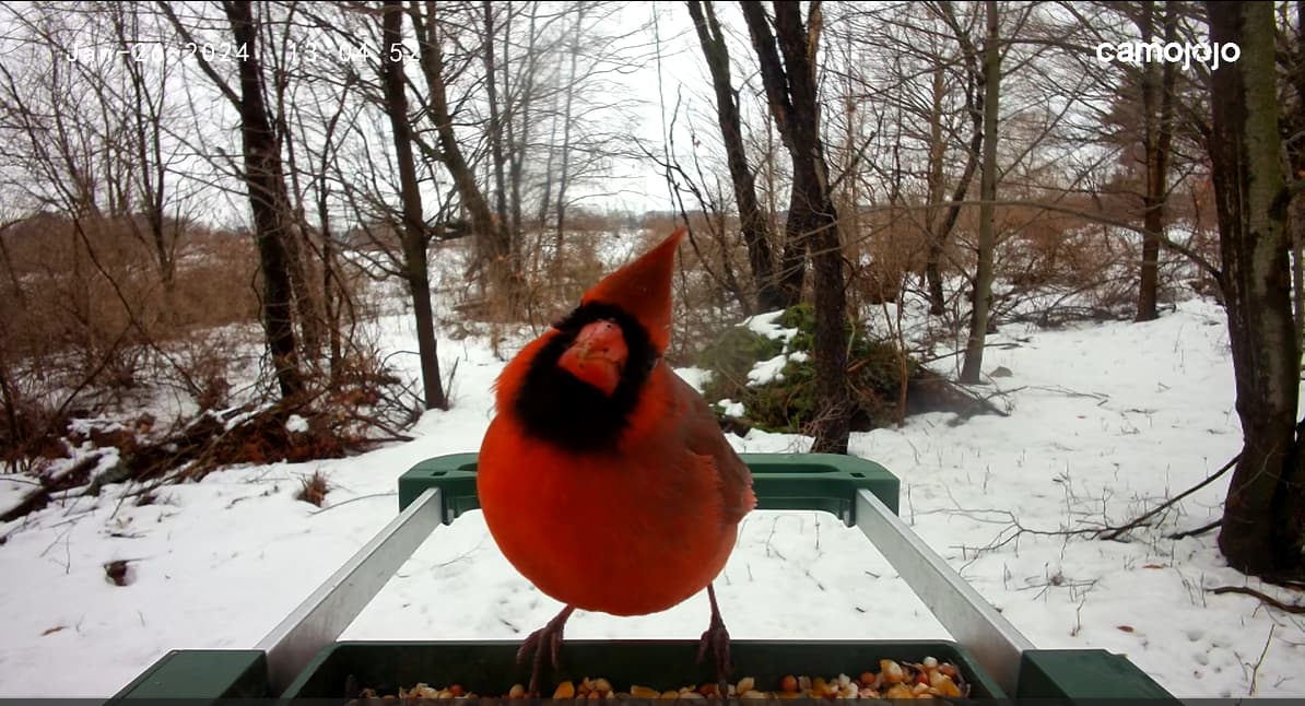 Winter Warriors: Unveiling How Birds Conquer the Cold