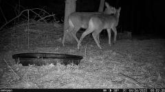 Camojojo Best Live Stream Cellular Trail Camera with HD Instant Video Delivery, 0.2s Fast Trigger, Build-in SD&SIM Card