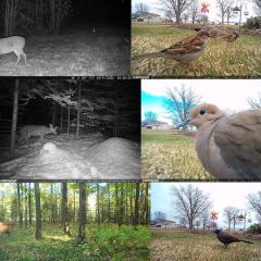 Camojojo Best Live Stream Cellular Trail Camera with HD Instant Video Delivery, 0.2s Fast Trigger, Build-in SD&SIM Card